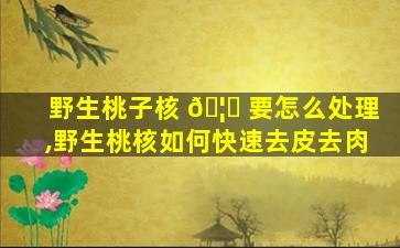 野生桃子核 🦟 要怎么处理,野生桃核如何快速去皮去肉